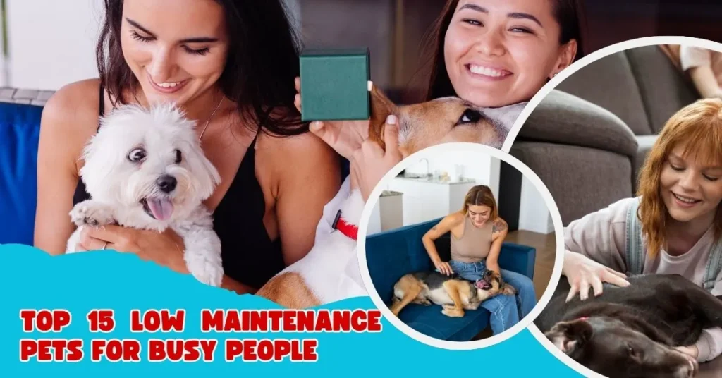 75+ Easy-Care Pets Perfect