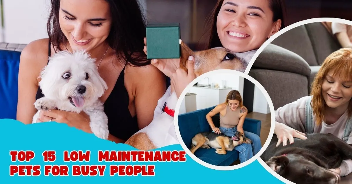 75+ Easy-Care Pets Perfect for Apartments & Busy People
