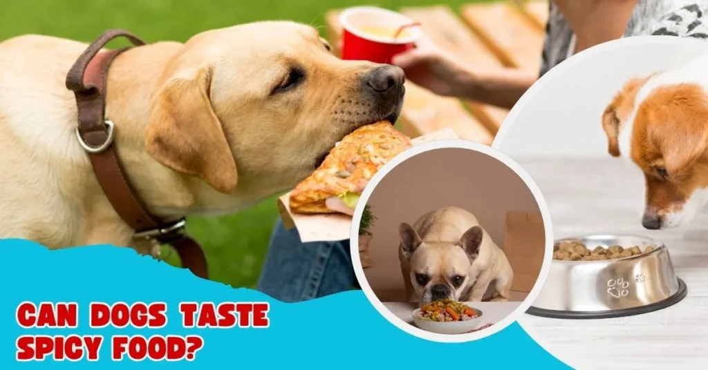 Can Dogs Taste Spicy Food