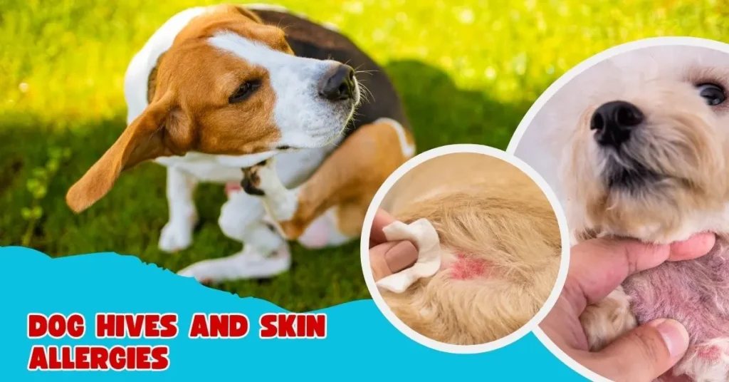 Dog Hives and Skin Allergies