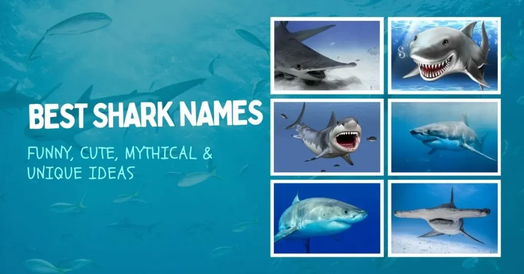Best Shark Names