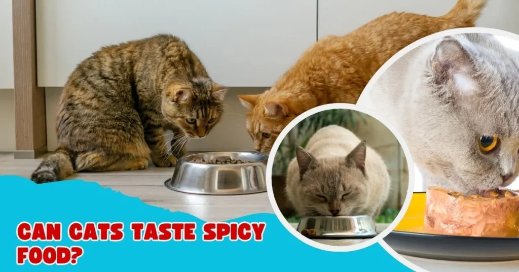 Cats Taste Spicy Food