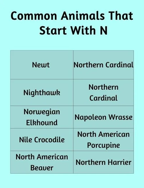 Common Animals That Start With N