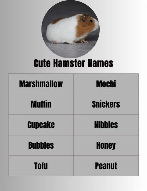 Best Hamster Names 250 Cute Funny Ideas For Your Pet