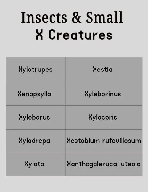 Insects & Small X Creatures
