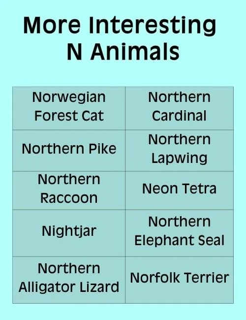 Interesting N Animals