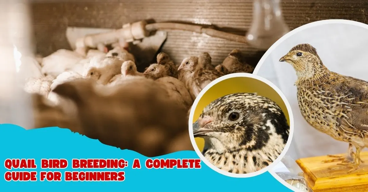Quail Bird Breeding