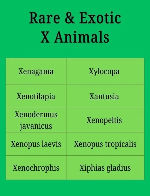 Rare & Exotic X Animals