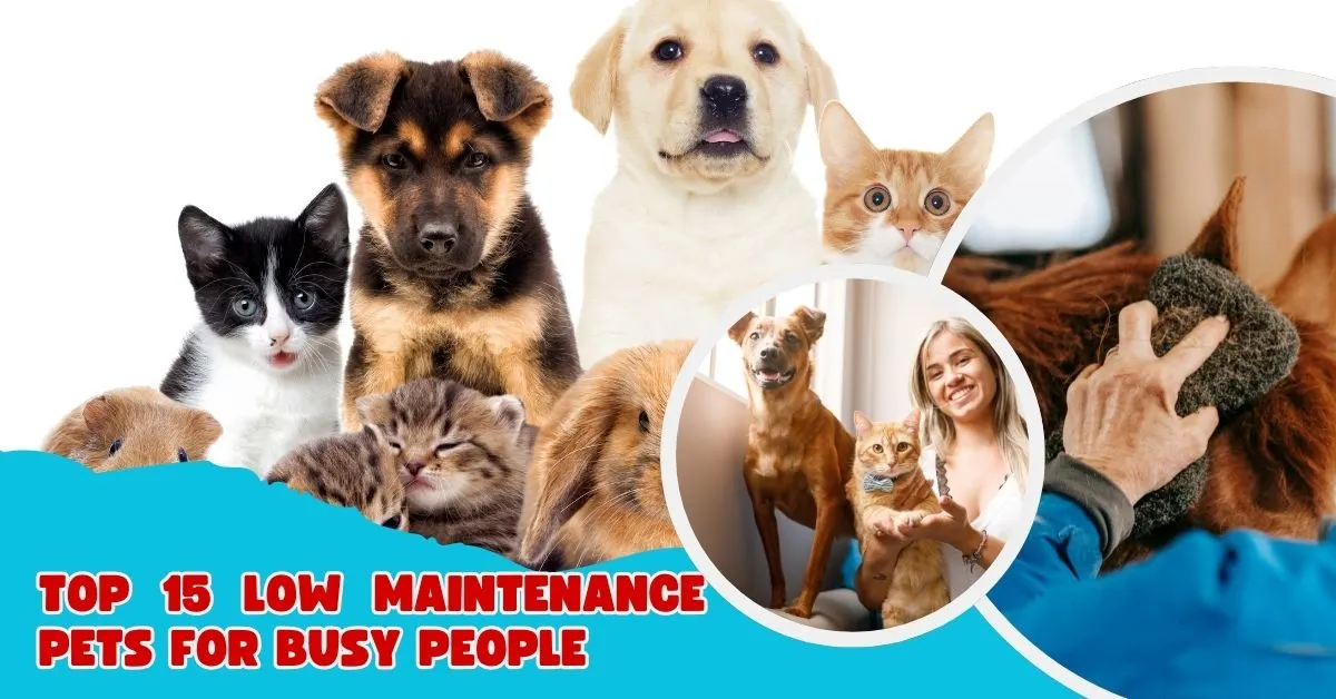 Curated visual reference: Low Maintenance Characteristics Pets Reference: Top 15 Low Maintenance Pets For Busy People