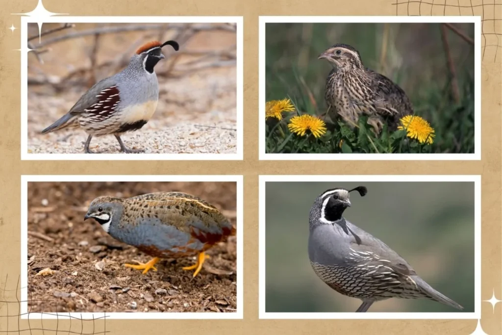 Quail Bird Breeding: The Ultimate Beginner’s Guide