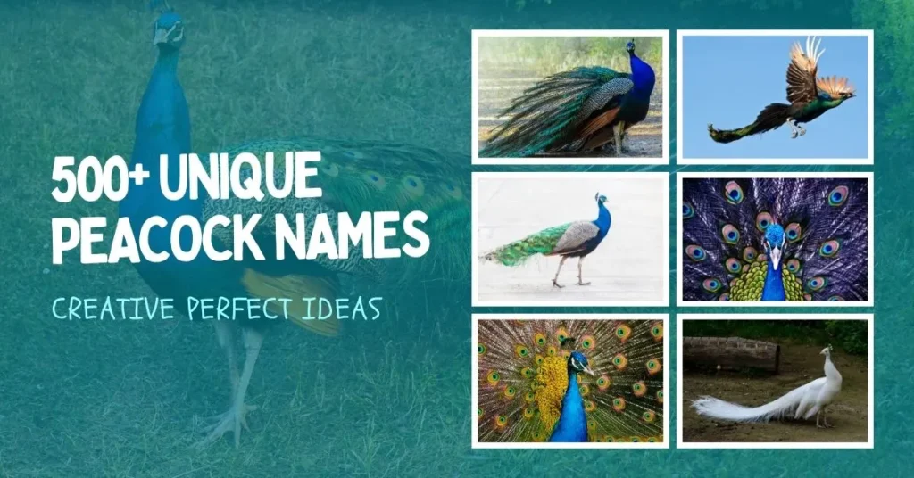 Peacock Names
