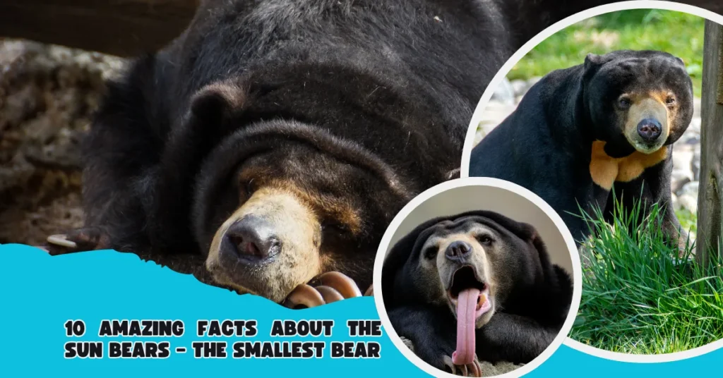 10 Amazing Facts About the Sun Bears