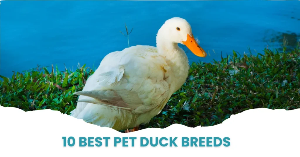 friendly pet duck near pond