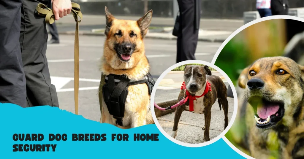 Guard Dog Breeds For Home Security