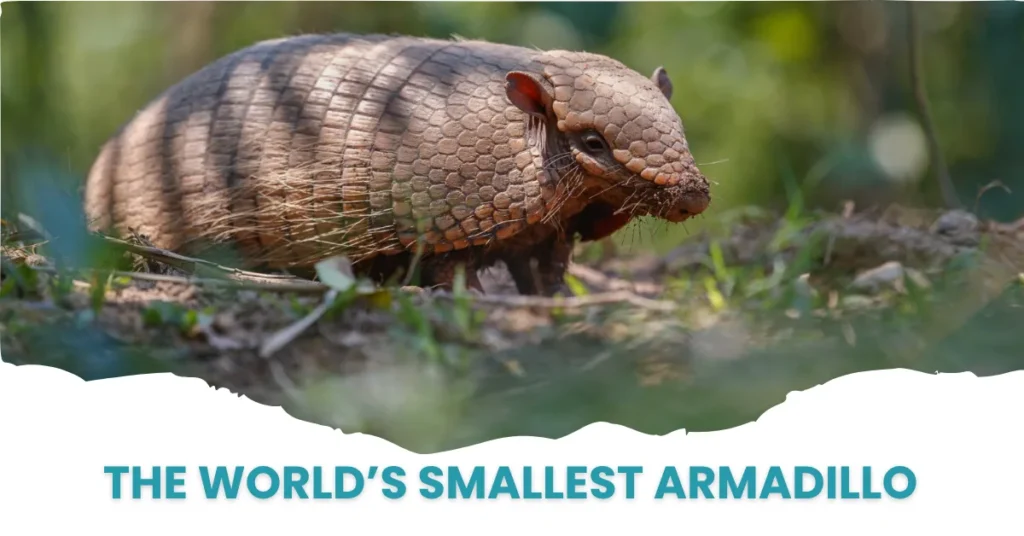 Close-up of a Pink Fairy Armadillo