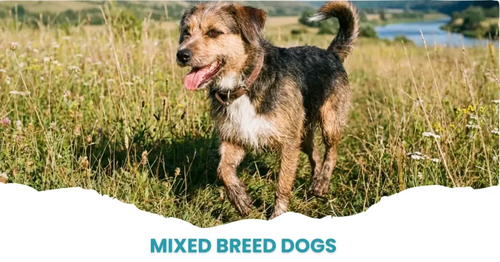Happy mixed breed dog showing why mutts make the best pets with friendly temperament