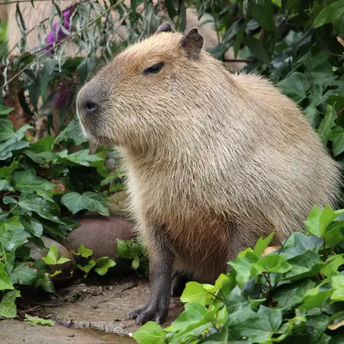 Amazon Animals A-Z: List of Jungle & Rainforest Animals
