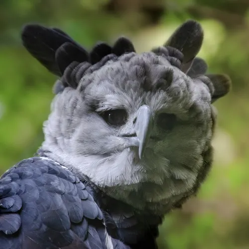 Amazon Animals A-Z: List of Jungle & Rainforest Animals