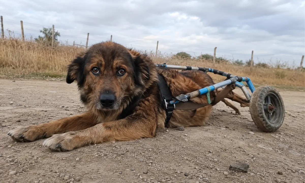Disabled dog with wheelchair on a dusty path.