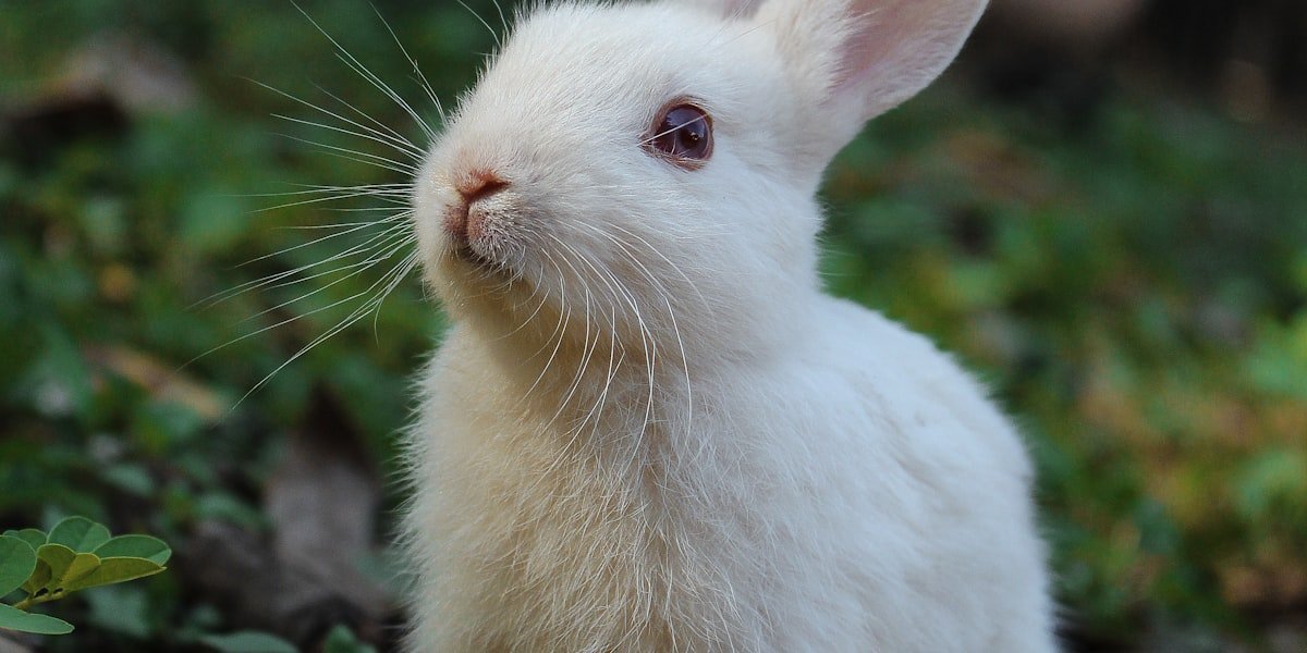 White bunny sitting in a garden, waiting for one of 250 bunny names to be chosen
