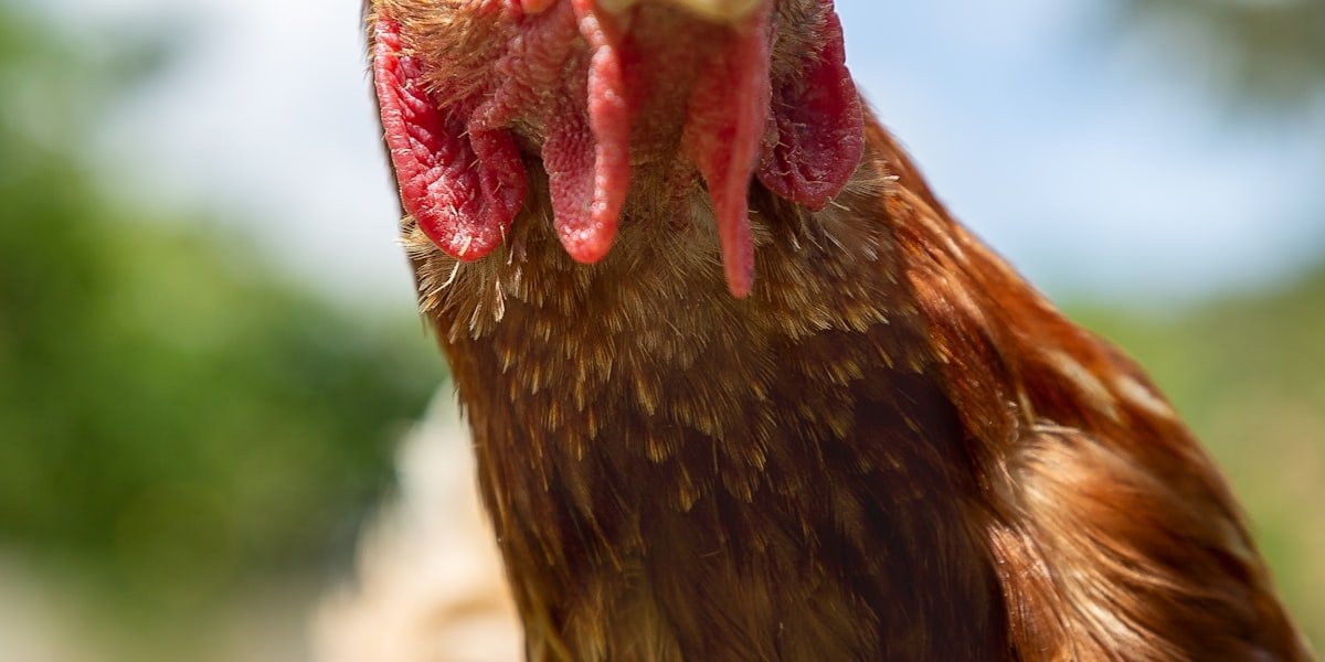 Brown hen staring directly into the camera, ready to judge your chicken names