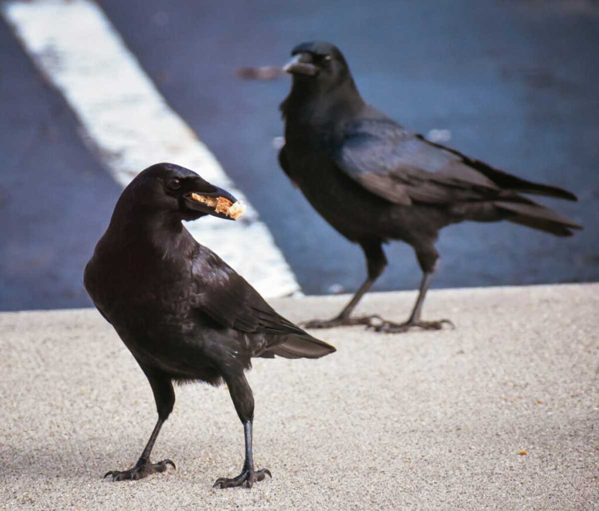 Crows Eat