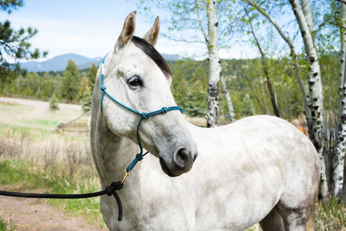 Horse Names