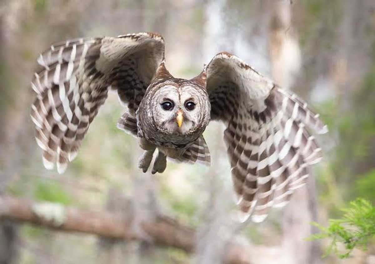 Owls Eat