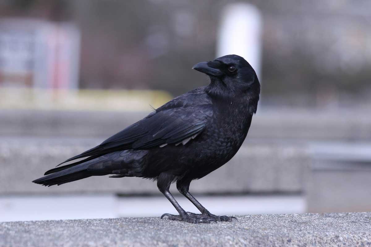 What Do Crows Eat