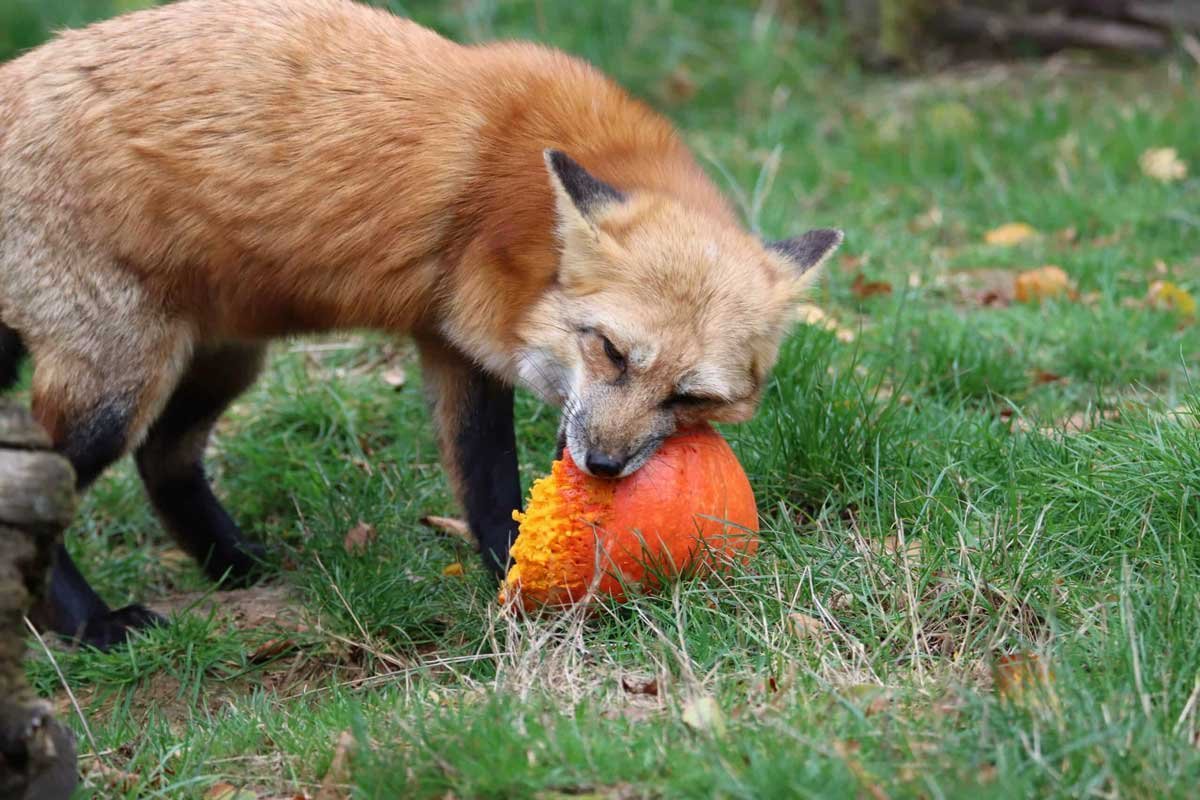 What Do Foxes Eat