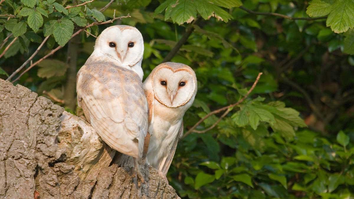 What Do Owls Eat