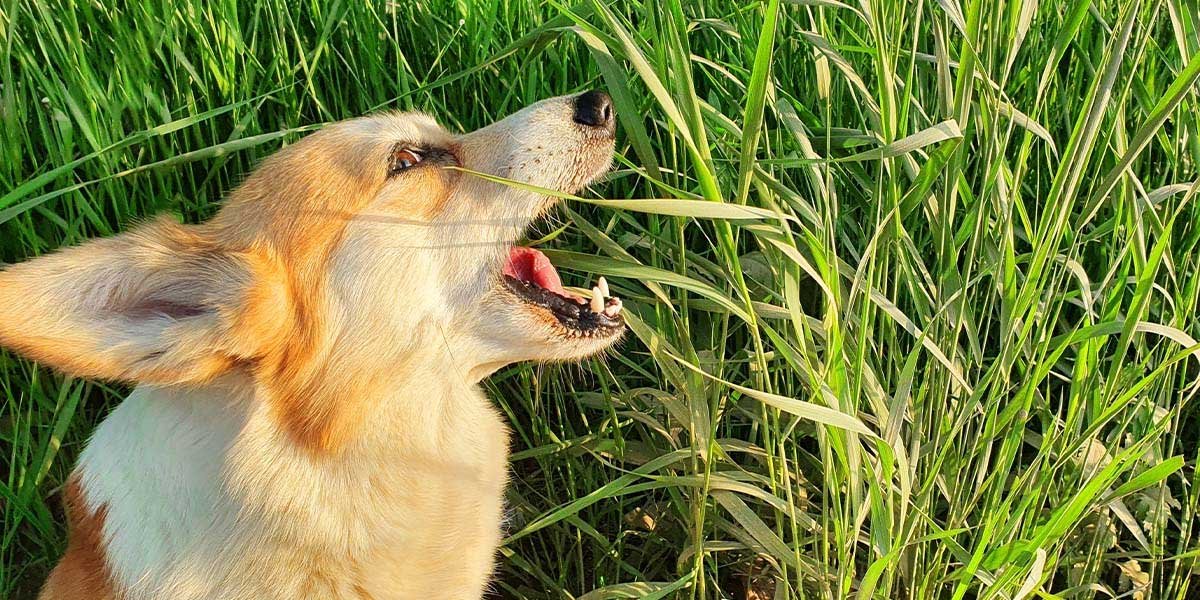 Why Does My Dog Eat Grass