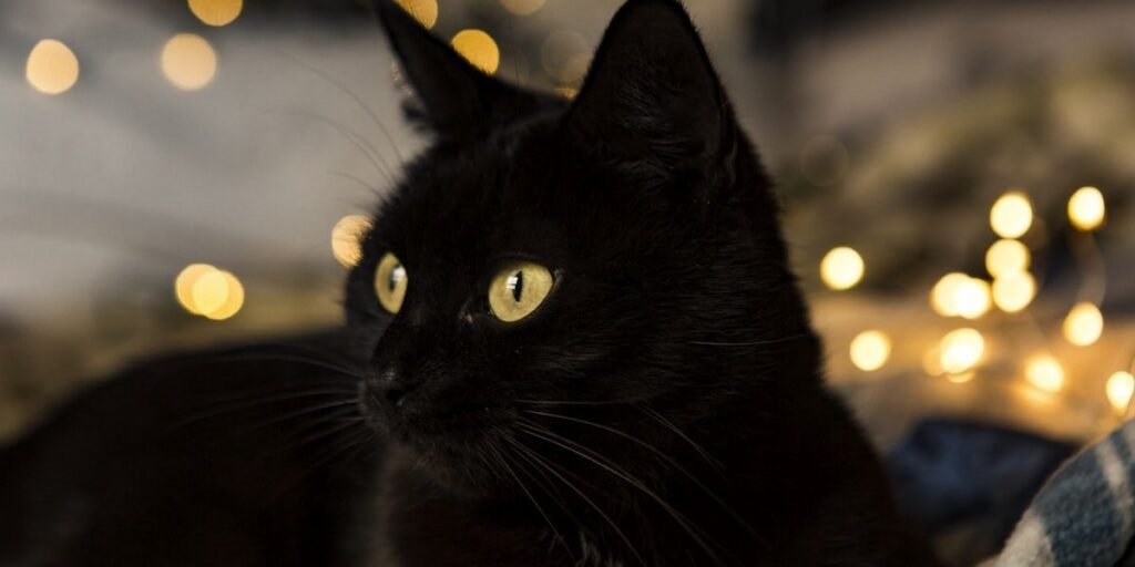 Black cat with golden eyes beside warm string lights, waiting for one of 250 black cat names to stick