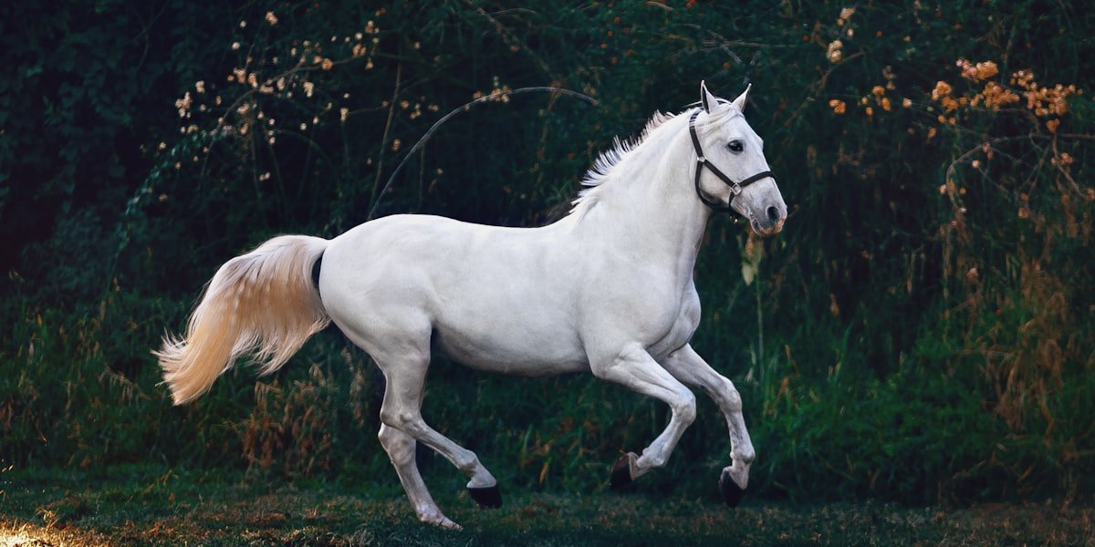 Buckskin horse standing in a paddock, illustrating how coat colour drives horse names