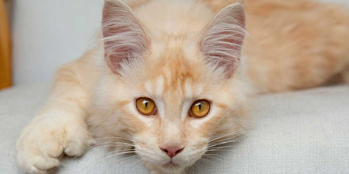 Male Cat Names
