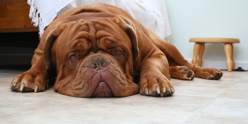 Dogue de Bordeaux mastiff lying on the floor, the same breed as Messi dog Hulk