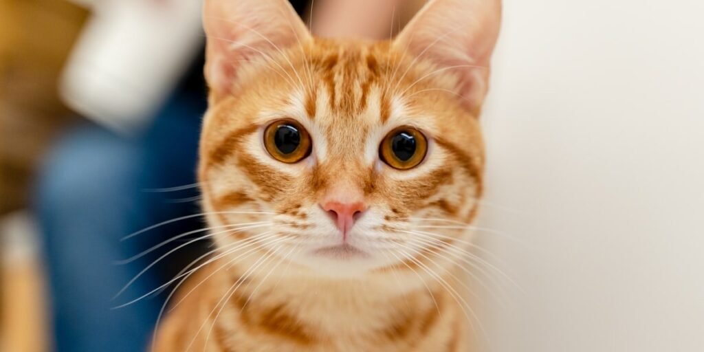 Orange tabby staring at the camera, about to receive one of 250 orange cat names