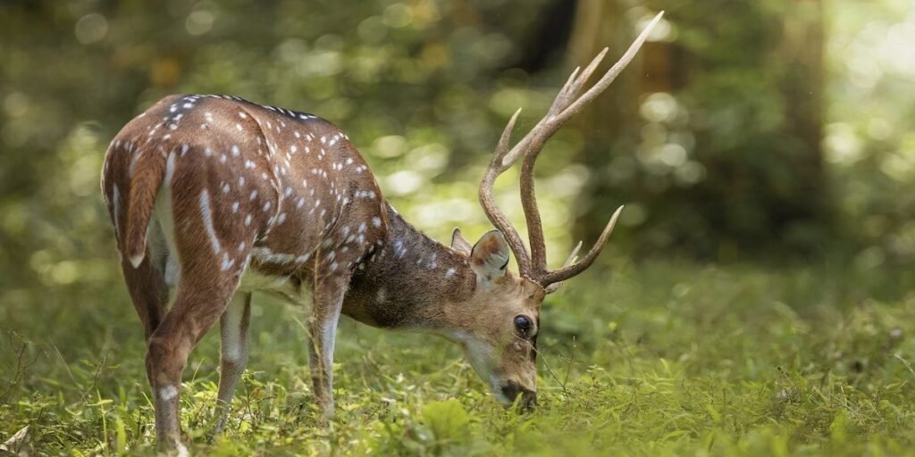Wild buck browsing forest plants, the browse and forbs that answer what do deer eat