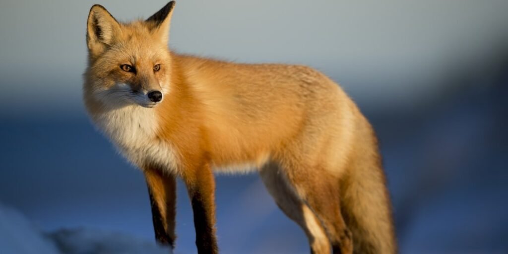Red fox standing alert in grass, illustrating what do foxes eat in the wild