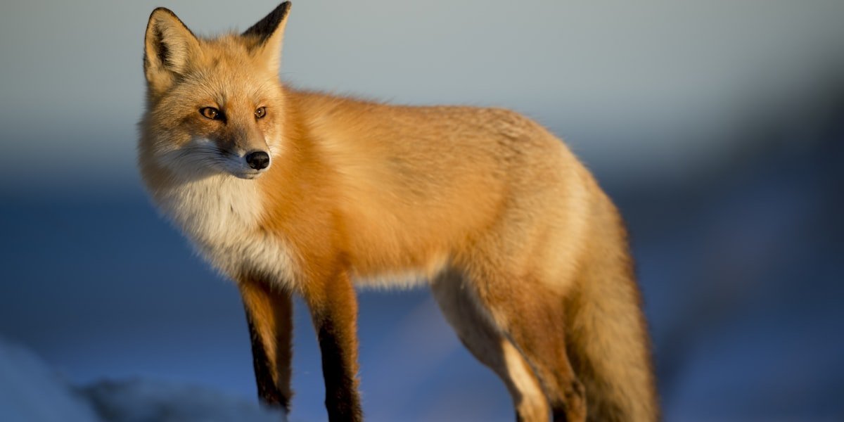 Red fox standing alert in grass, illustrating what do foxes eat in the wild