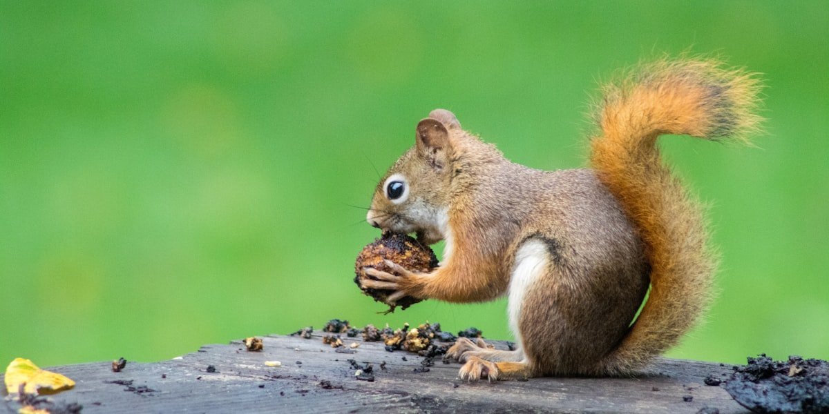 Red squirrel eating a nut on a wooden fence, showing what squirrels eat in a backyard