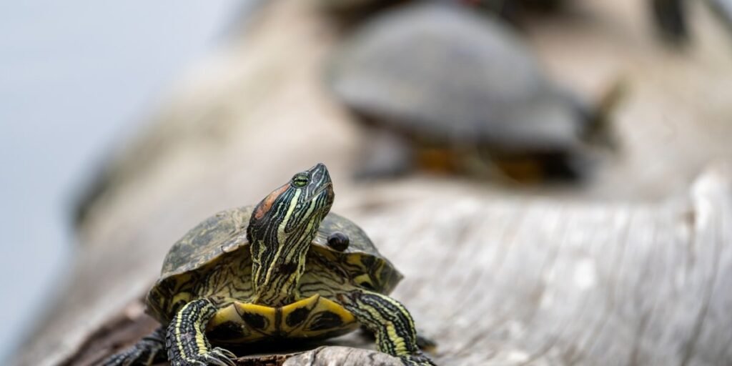Red-eared slider turtle basking on a log, the pet species behind most searches for what do turtles eat