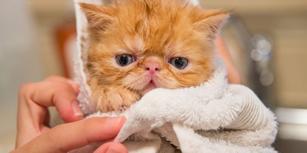 Wet orange kitten wrapped in a towel after a bath, glaring, the face behind why do cats hate water