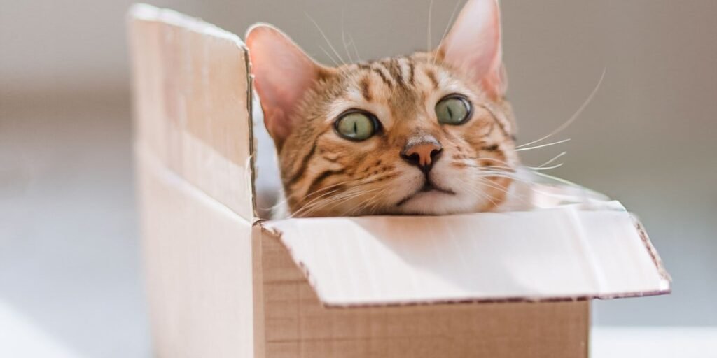 Bengal cat peeking out of a cardboard box, the daily proof of why cats like boxes