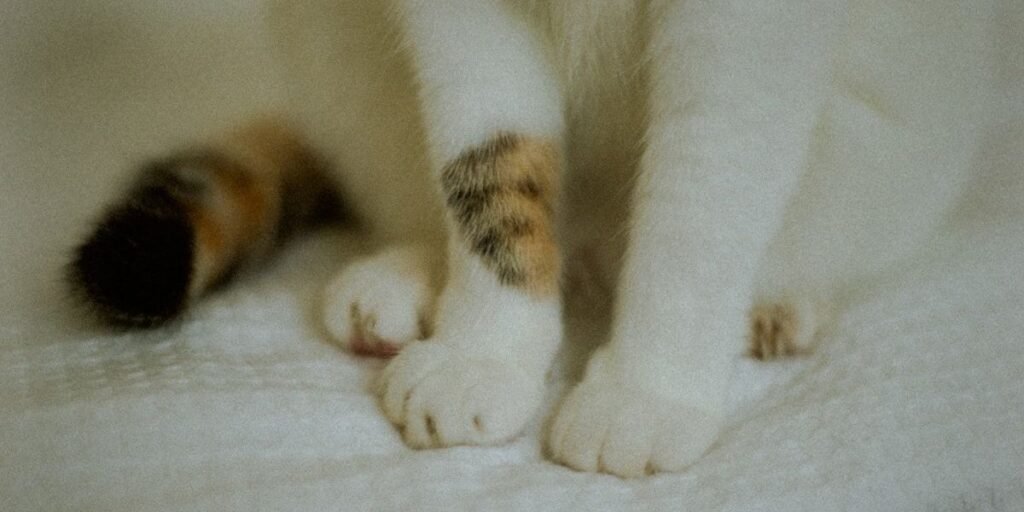 Cat pressing its front paws into a soft blanket, the kneading posture behind why cats make biscuits