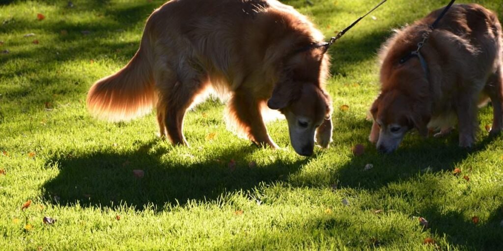 Two golden retrievers nosing through a sunlit lawn, the everyday scene behind why does my dog eat grass
