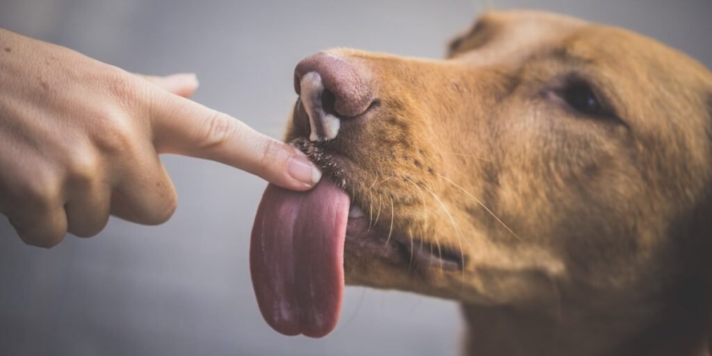Dog licking its owner's finger, the everyday moment behind why does my dog lick me so much