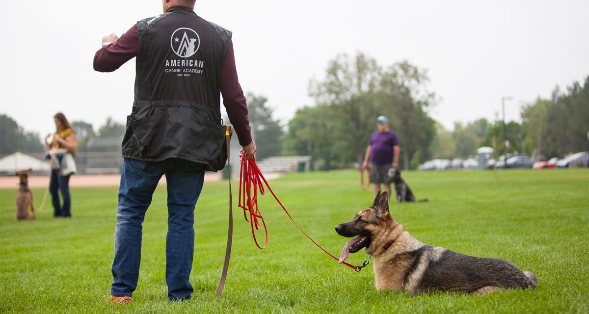 6 Best Dog Training Companies In Denver, Colorado
