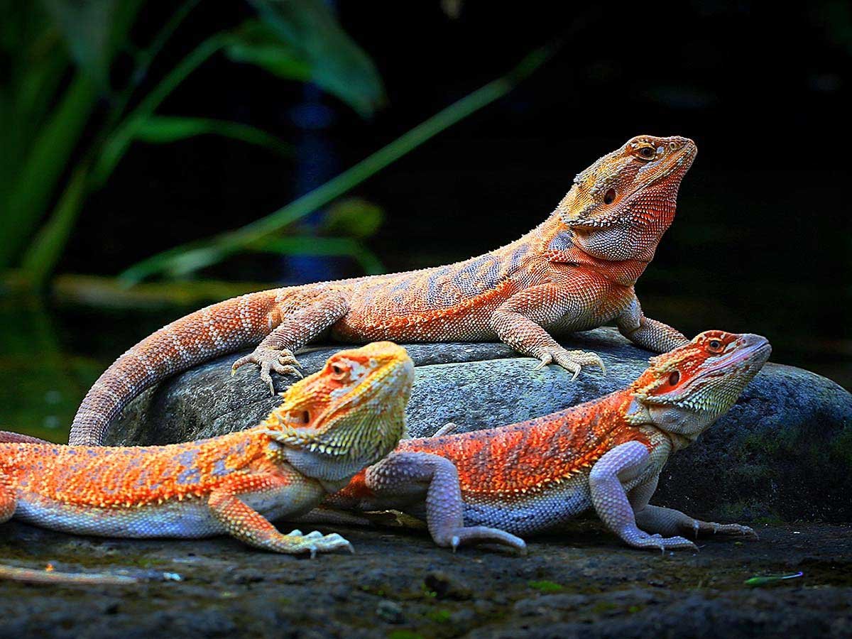 Bearded Dragon Names