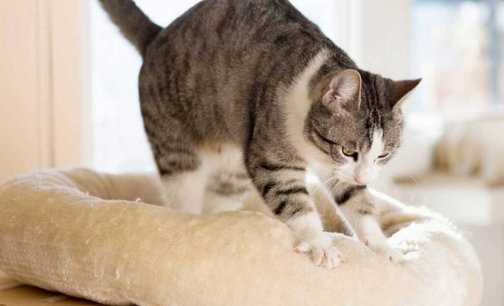 Cat Bite the Blanket When He Makes Biscuits
